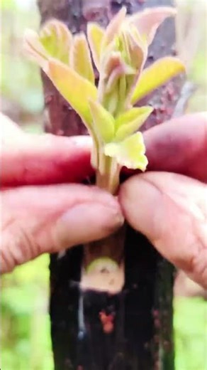 Watch This Plant Transform 🌿 | Grafting Tutorial#shorts #youtubeshorts #grafting #plantgrafting