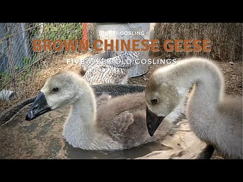 Brown Chinese Geese: 5-Week-Old Goslings