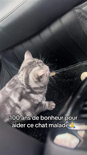 #pourtoi #pauvres #animaux #malades #chat