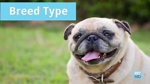 5.8K views · 49 reactions | Sitting next to a dog with flatulence can be an unpleasant experience. Learn more about why dogs fart, and how to treat a dog with gas. | PetMD | Facebook