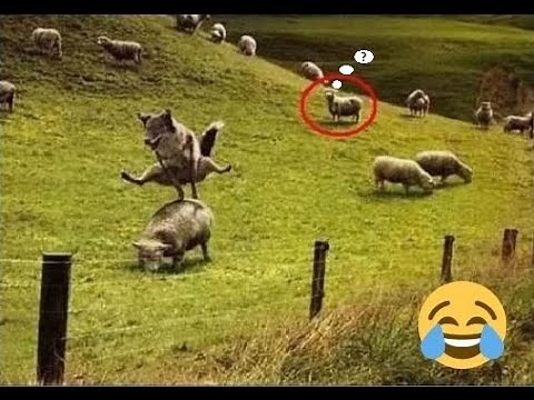 Angry Sheep Chasing People And Animals - Funny Sheep And Ram Attack Videos 2021