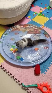 5.3K views · 28 reactions | Cats Know How To Fend For Themselves | Hi-tech Gadgets | Facebook