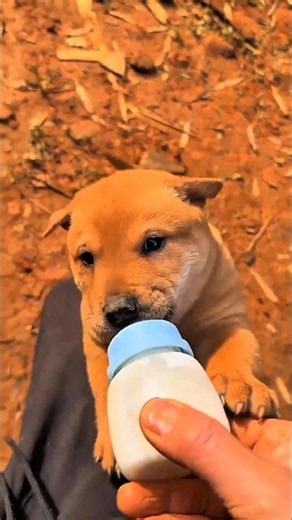 This Grumpy Puppy Secretly Loved His Owner! 🐶❤️