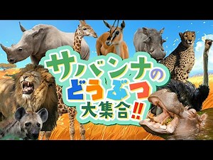 【サバンナの動物たち大集合！】サバンナにはどんな動物がいるのかな？【知育・子供向け】