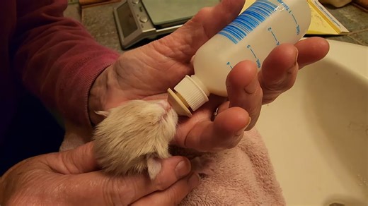 The aggressive mom finally had her babies - here's what changed