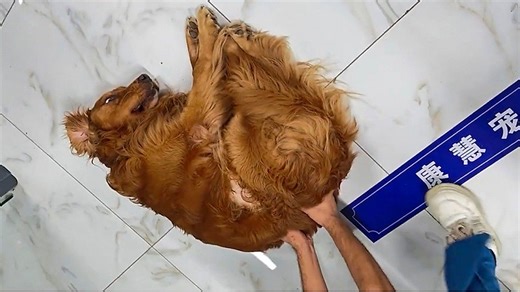 Golden Retriever goes full drama queen at the vet