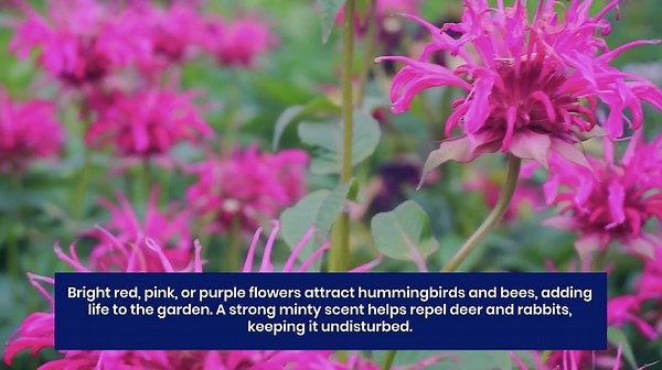 11 Hardy Perennials That Survive Year After Year With Minimal Care