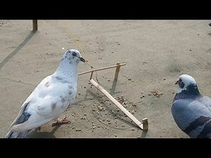 Easy Bird's trap।।pigeon's trap।।how to make a bird's trap।।