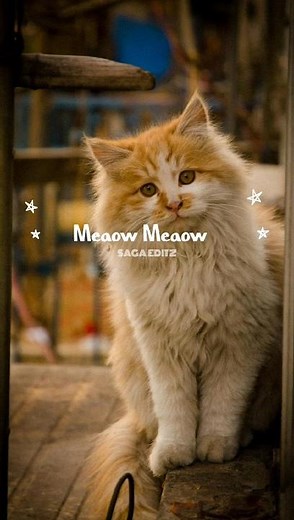 MONTAGEM MIAO || SAGA EDITZ || FUNK #miao