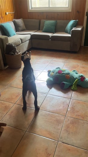 Guardián leal: Conociendo al Doberman