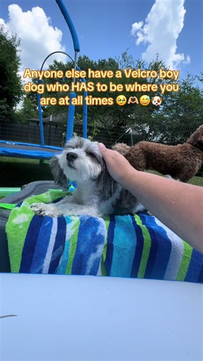 Tucker the pool boy 🐶☀️🌊#VelcroDog #ClingyDog #DogMomLife #DogTok #FurBaby #VelcroPup #MyShadow #PuppyLove #DogsOfTikTok #PetTok #TrendingNow #ForYou #FYP #ViralDog #DailyDoggo
