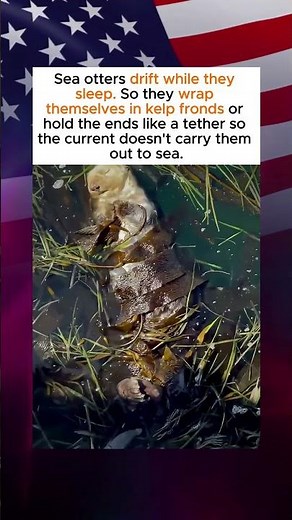 How Sea Otters Anchor Themselves with Kelp