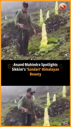 Industrialist Anand Mahindra has drawn national attention to the rare “Sikkim Sundari” plant thriving in Sikkim’s high Himalayas at 4,000-4,800 metres. Expressing astonishment at its extraordinary life cycle, he called it a “glasshouse plant” rising like a luminous tower against stark mountains. Previously unaware of this botanical marvel, Mahindra shared its striking beauty on social media, captivating nature lovers. The fragile species symbolises Himalayan resilience amid extreme conditions, u