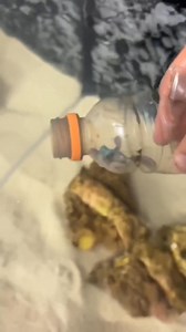 2.4M views · 32K reactions | This is one of the most beautiful octopuses I have ever cared for. I absolutely love this species. #petoctopus #octopus #thereefdoc #aquarium | The Reef Doc | Facebook