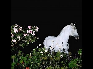 [FREE] Crystal Castles x Electroclash x Witch House Type Beat - "Mary’s Garden"