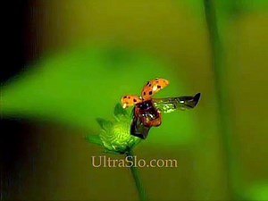 Motion of Ladybird Captured in Ultra Slowmotion