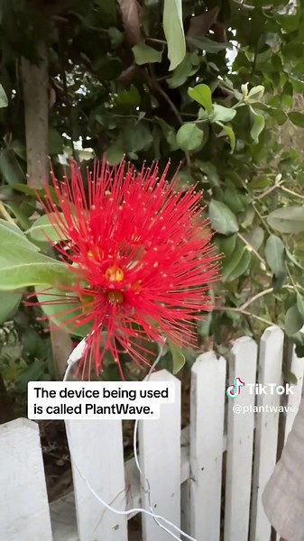 Pohutukawa Tree Music Patterns with PlantWave Device