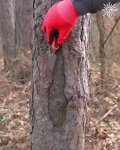 Learn to remove tree stump and heal hollows! | MetDaan Fashion