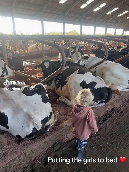 Charming Sunday Afternoon with Happy Cows