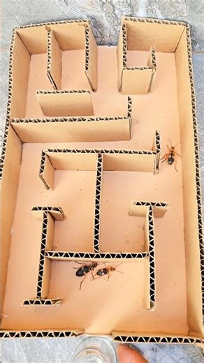 Three Bombardier Beetles Race Through a Maze