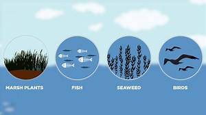 Take two minutes to learn about the carbon cycle and its importance to all life on Earth. https://oceanservice.noaa.gov/facts/carbon-cycle.html | National Ocean Service