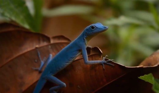 戈尔戈纳岛安乐蜥 Anolis gorgonae (搬运）