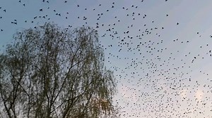 【南京医科大学】【总有些事会让你停下脚步】不知我看飞鸟飞还往复的不解与它们看我每天几点一线的好奇是否如出一辙