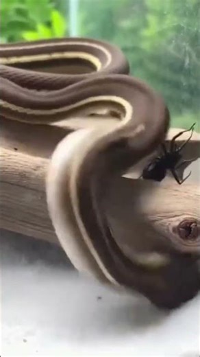 What happened when a striped snake spotted a black widow spider?