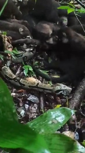 Nature Is Metal on Instagram: "Food Fights Back 📽 by Jorge V. Leiton A band of coatis put the hurt on a python that made a play for one of their own. As you can see, the constrictor has already released the coati that got him into this mess, but that is obviously not enough for this community of medium sized mammals - the aim here seems to be to teach this hungry snake to look elsewhere for a snack the next time she has a coati in her sights. Coatis are omnivores, which means they eat all the t