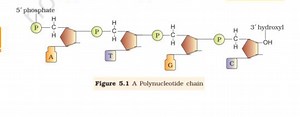 Polynucleotide Structure AnalysisThe diagram represents a seg... | Filo