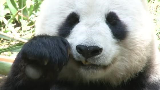 Why Pandas Are Surprisingly Bad at Survival