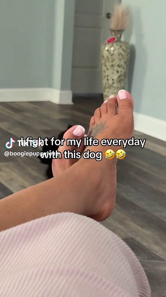 The Hilarious Puppy Stage with Yorkies and Poodles