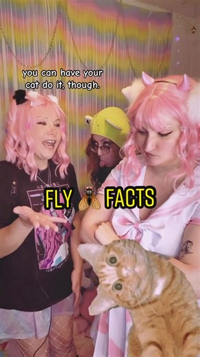 #slapsandfacts #fly #biology