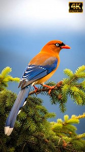 This Colorful Corvidae Singing delivers a jaw-dropping, cinematic 20-second close-up that showcases why this bird’s long, streaming tail and glossy plumage are such a showstopper. In this clip the bird is perched on an evergreen bough along a sweeping mountain ridge, and the camera nails microtexture detail — every feather looks sculpted and reflective, the bill is pristine, and the eye highlights give real life and personality to the shot. As a short review: the composition, lighting, and crisp