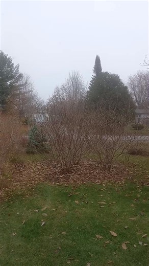 ...and so it begins!!! First snow fall of the year. We are expecting ~15cm of snow. #snowfall #snowfall2025 | Maria Fe Villaluz Vidic