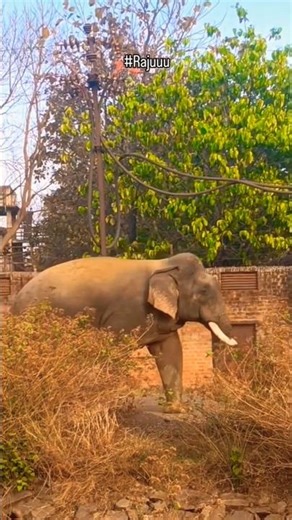 📍 balanda #foryou #shorts #eliphant