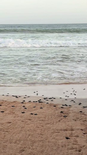 Turtle Nursery Experience on Sri Lanka's Mirissa Beach