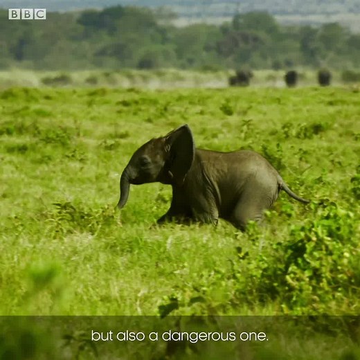 44M views · 1.4K reactions | Tembo is our absolute hero  BBC One | BBC | Facebook
