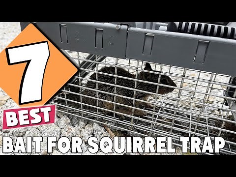 Ultimate Guide: 7 Best Bait for Squirrel Trap to Ensure Success