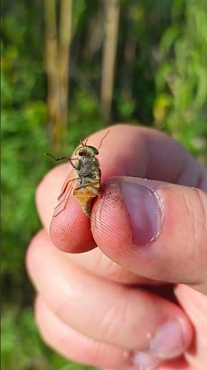 I was bitten by a horsefly. What should I do?