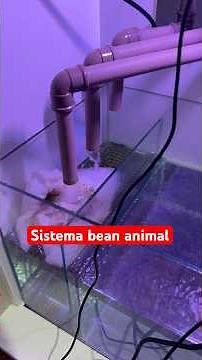 Bean Animal Overflow system working in the aquarium. #aquariumkeeping