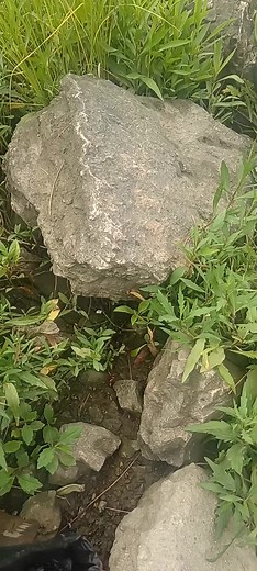 Agricultural Innovations in Nepalese Crop Farming