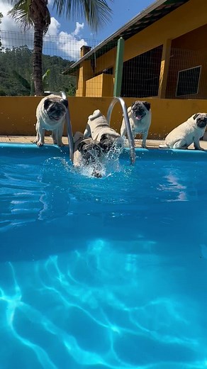 Adorable Pug Videos Compilation | Funny Pug Moments