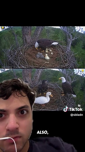 Bald Eagle Raised a Duck: Baby Duck Living with Eagle Explained