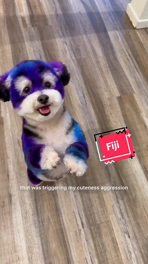 Fiji is the winner of the good boy prize 🏆 #cutedog #doggrooming #bichonfrise