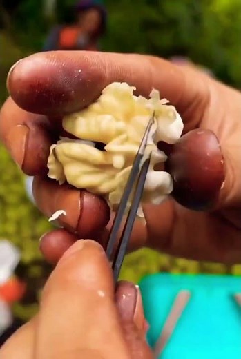 Harvesting green walnut