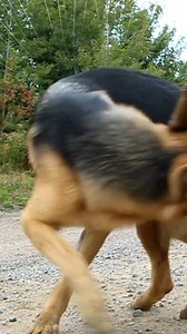 1.4K views · 11 reactions | Why do dogs chase their tails? While it’s...