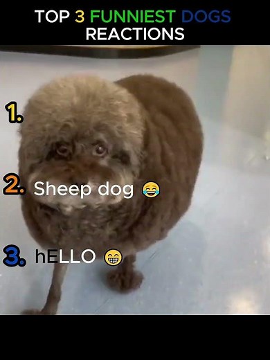 Top 3 Funniest Dog Reactions 😂🐶 🐾 | Try Not to Laugh Challenge!