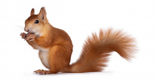 Squirrel Life Cycle - Learn About Nature