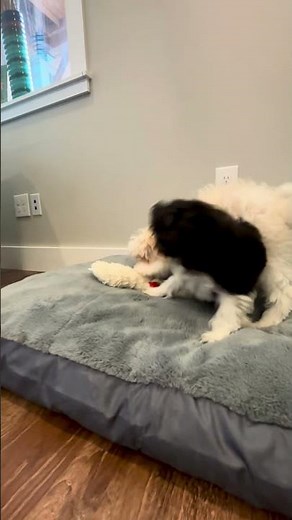 Georgia & Grace 🐾 Havapoo Puppy Cuteness Overload